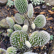 Load image into Gallery viewer, Opuntia Microdasys White | Bunny Ears Cactus
