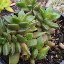 Load image into Gallery viewer, Anacampseros Rufescens | Sand Rose