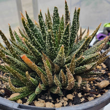 Load image into Gallery viewer, Aloe Twilight Zone