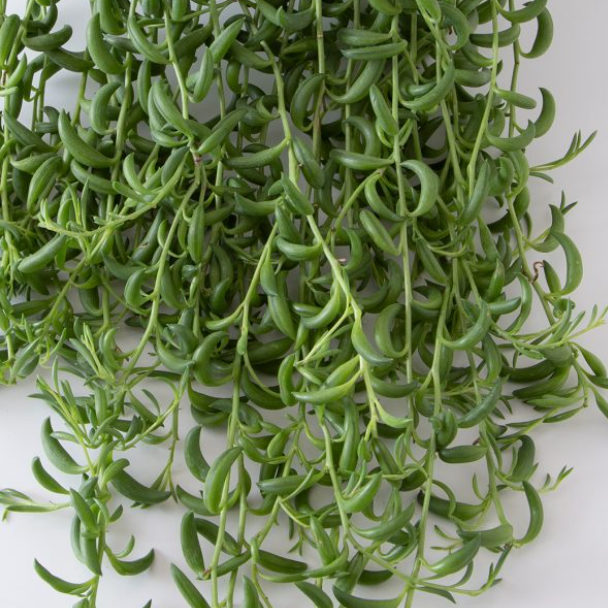 difference between string of bananas and string of fish hooks Senecio Radicans