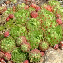 Load image into Gallery viewer, Sempervivum Globiferum | Jovibarba Globifera