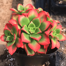 Load image into Gallery viewer, Aeonium Decorum Variegata