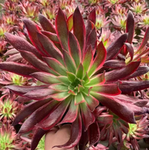 Load image into Gallery viewer, Aeonium Peacock | Black Magic Variegated