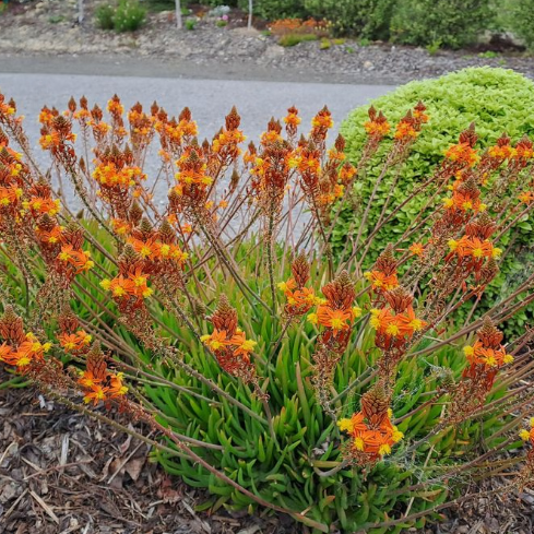 bulbine frutescens