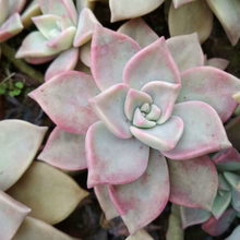 Load image into Gallery viewer, Graptopetalum Purple Haze
