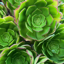 Load image into Gallery viewer, Aeonium Urbicum | Saucer Plant