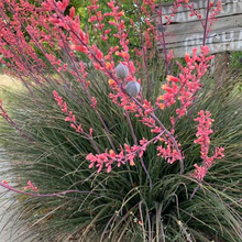 Load image into Gallery viewer, Hesperaloe Parviflora | Red Yucca