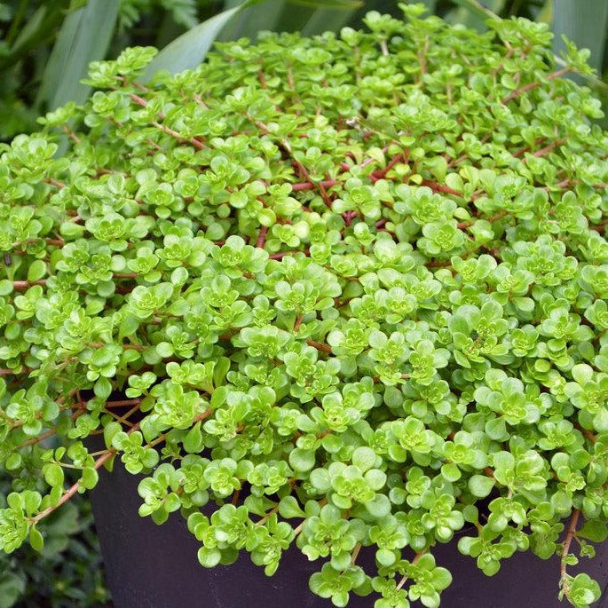 blob succulent Sedum Spathulifolium 'Green Blob'
