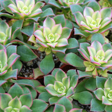 Load image into Gallery viewer, Aeonium Haworthii | Kiwi Aeonium