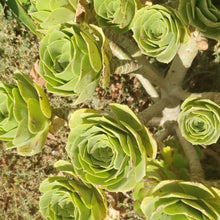 Load image into Gallery viewer, Aeonium Urbicum | Salad Bowl Aeonium