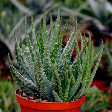 Load image into Gallery viewer, Aloe Humilis | Spider Aloe