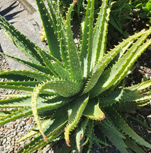 Load image into Gallery viewer, Aloe x Spinosissima