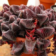 Load image into Gallery viewer, Crassula Capitella Subsp. Thyrsiflora | Pagoda Village