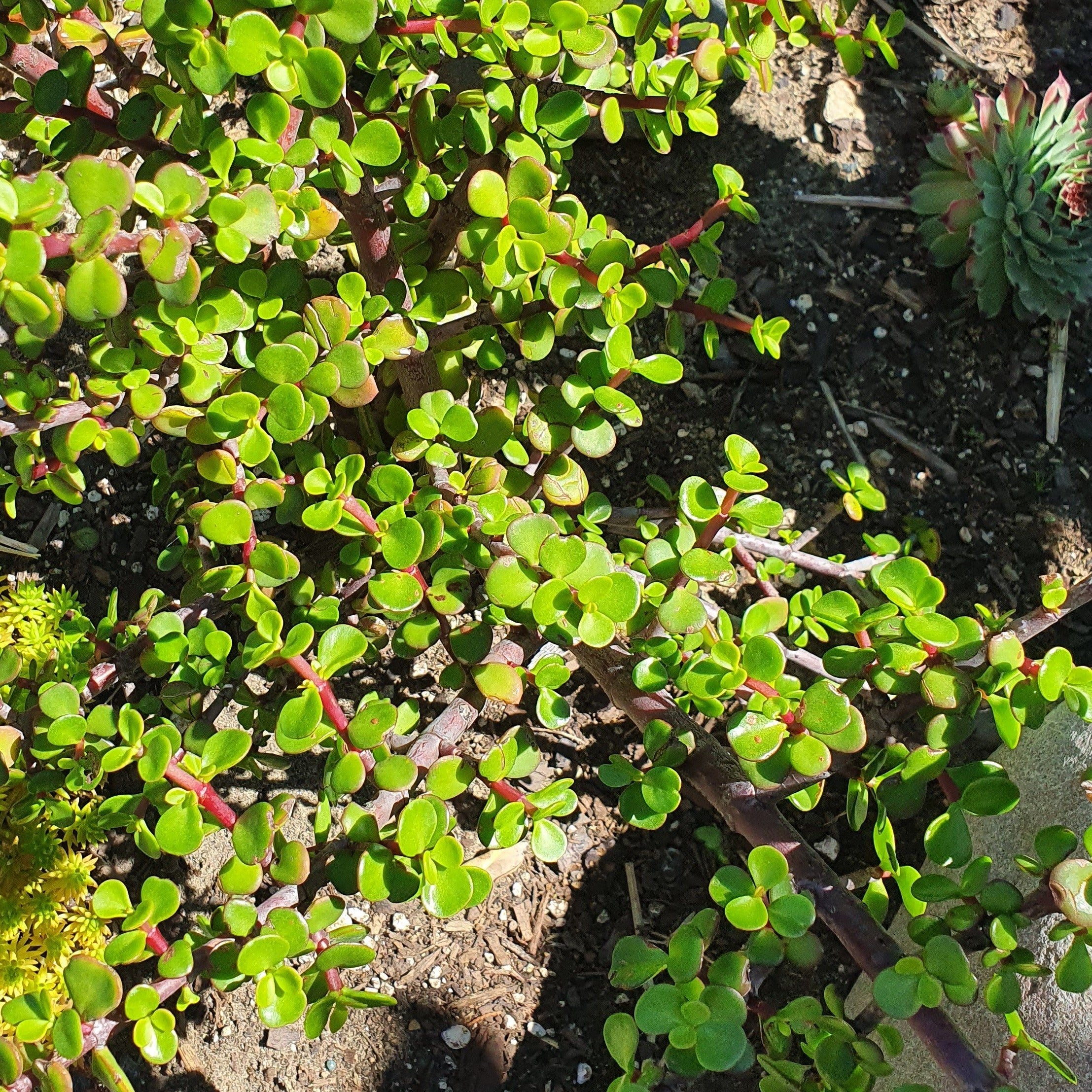 portulacaria afra nz Portulacaria Afra