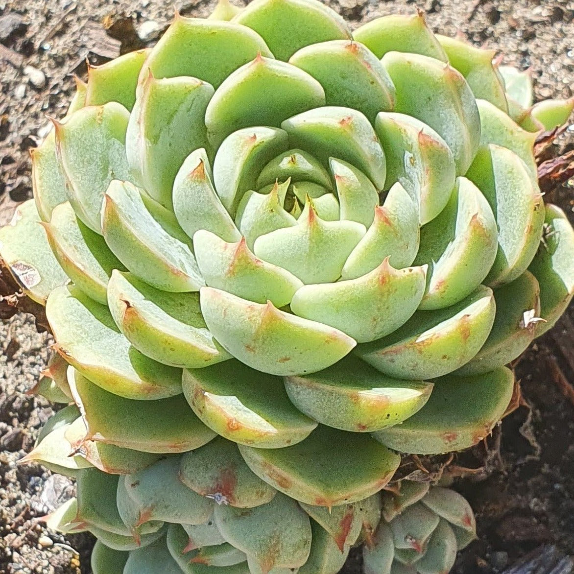 ben badis succulent Echeveria Ben Badis