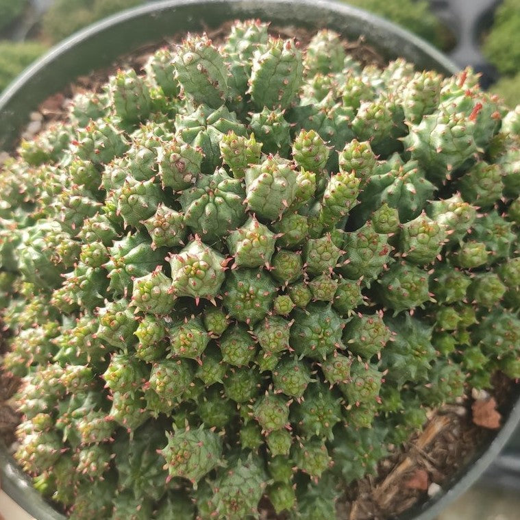 monstrose succulents Euphorbia Mammillaris Monstrose