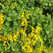 Load image into Gallery viewer, Sedum Confusum
