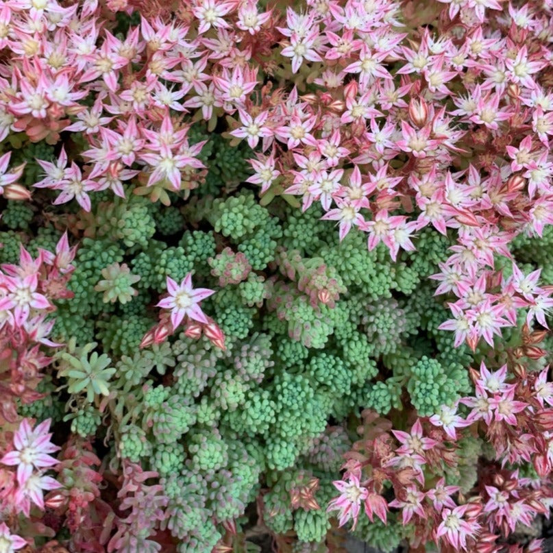 succulent plant in spanish Sedum Hispanicum l Spanish Stonecrop