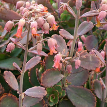 Load image into Gallery viewer, Kalanchoe Fedtschenkoi | Lavender Scallops
