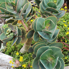 Load image into Gallery viewer, Kalanchoe Rotundifolia