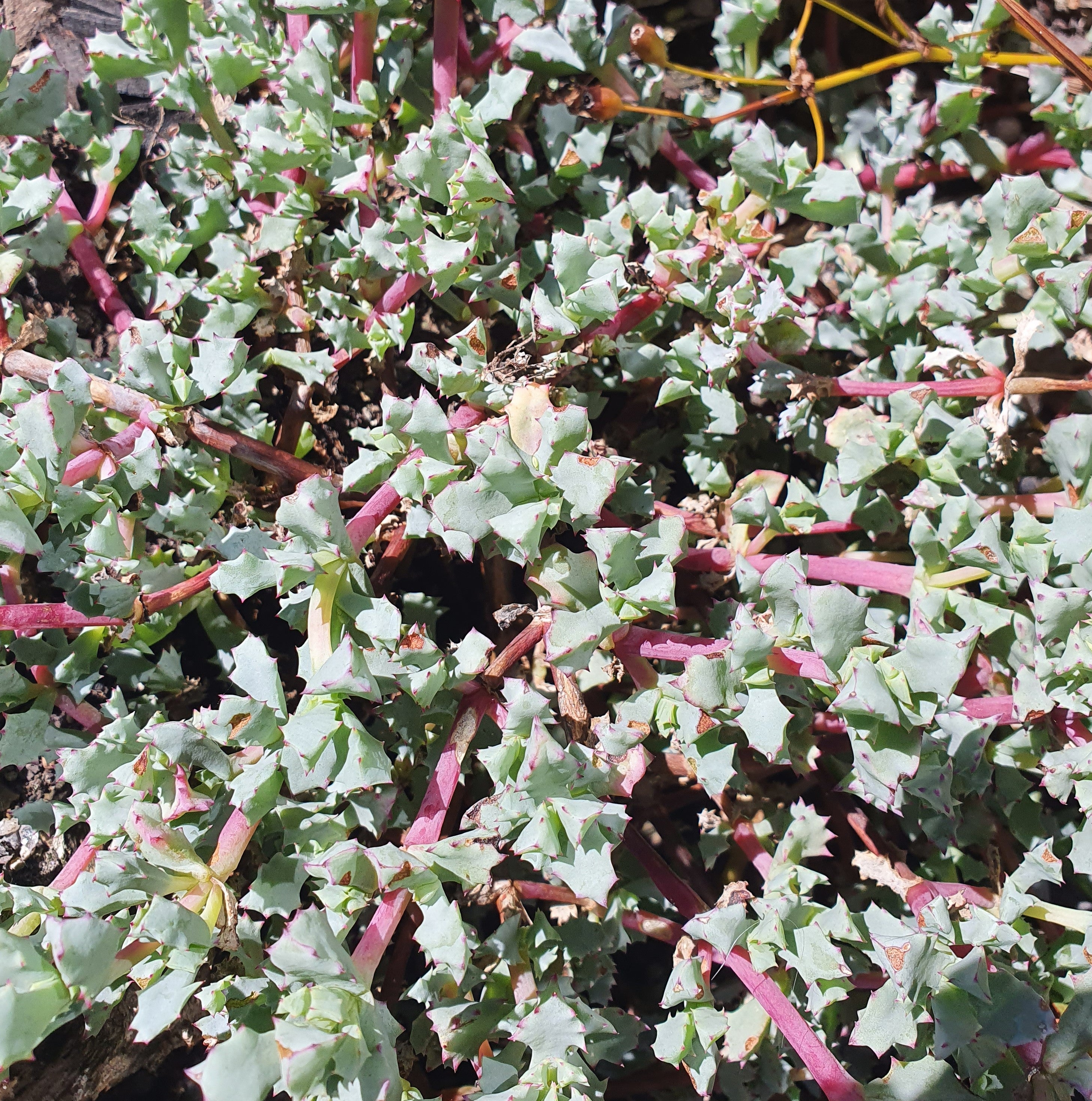 pink vygie succulent Lampranthus Blandus