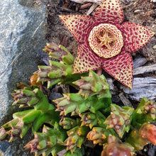 Load image into Gallery viewer, Orbea Variegata | Starfish Plant