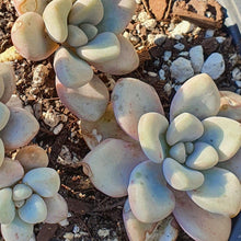 Load image into Gallery viewer, Pachyphytum Oviferum | Moonstones