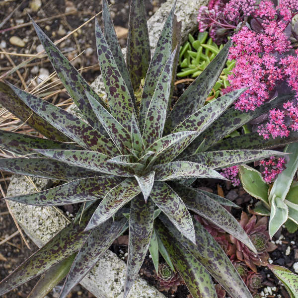 pineapple express succulent Mangave Pineapple Express