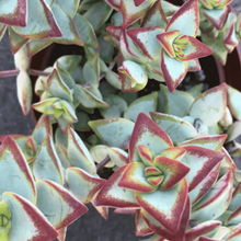 Load image into Gallery viewer, Crassula Rupestris | High Voltage
