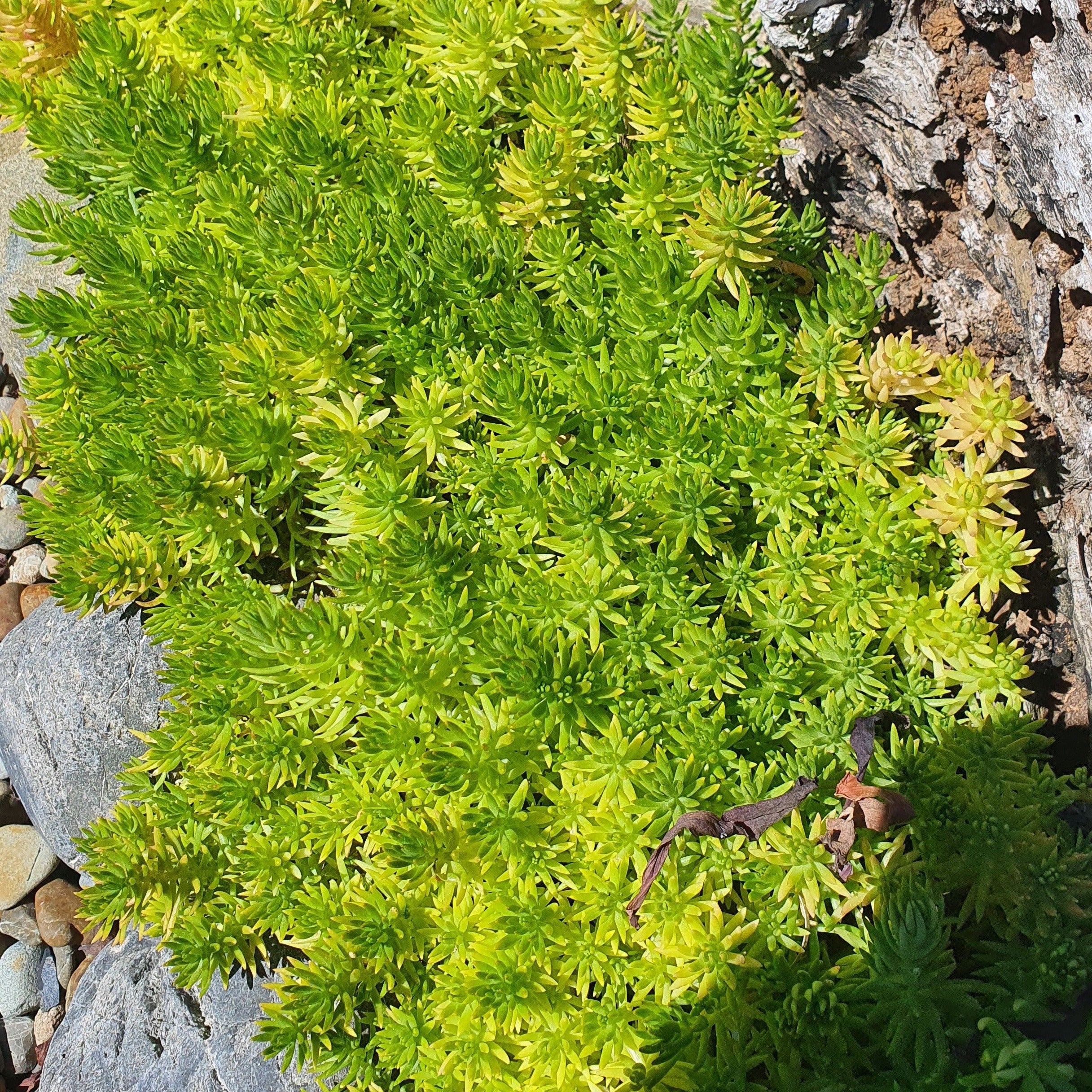 gold mound succulent Sedum Mexicanum