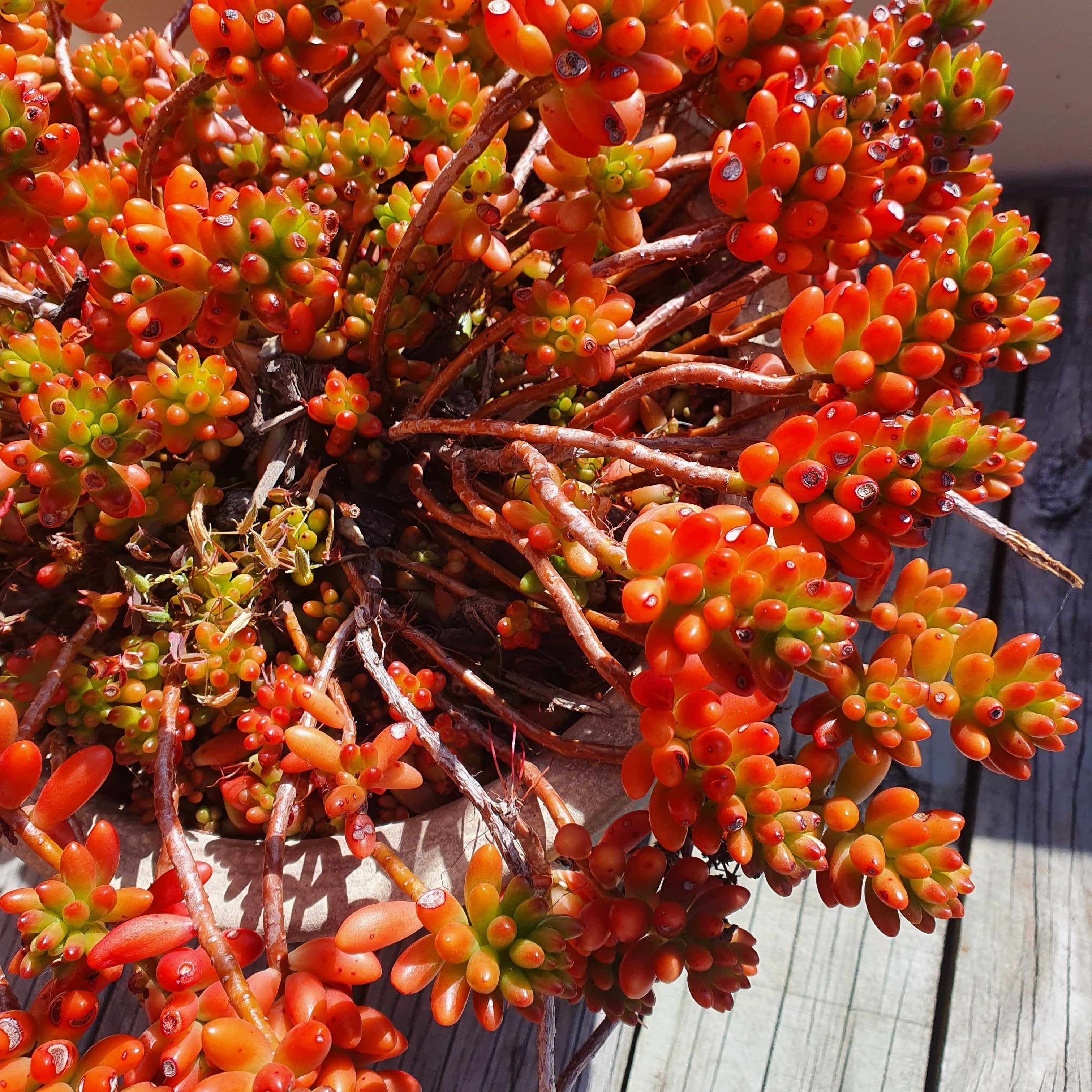 red jelly bean succulent Sedum Rubrotinctum