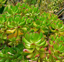 Load image into Gallery viewer, Sedum Dendroideum | Tree Stonecrop