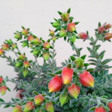 Load image into Gallery viewer, Echeveria Setosa Oliver | Set-Oliver