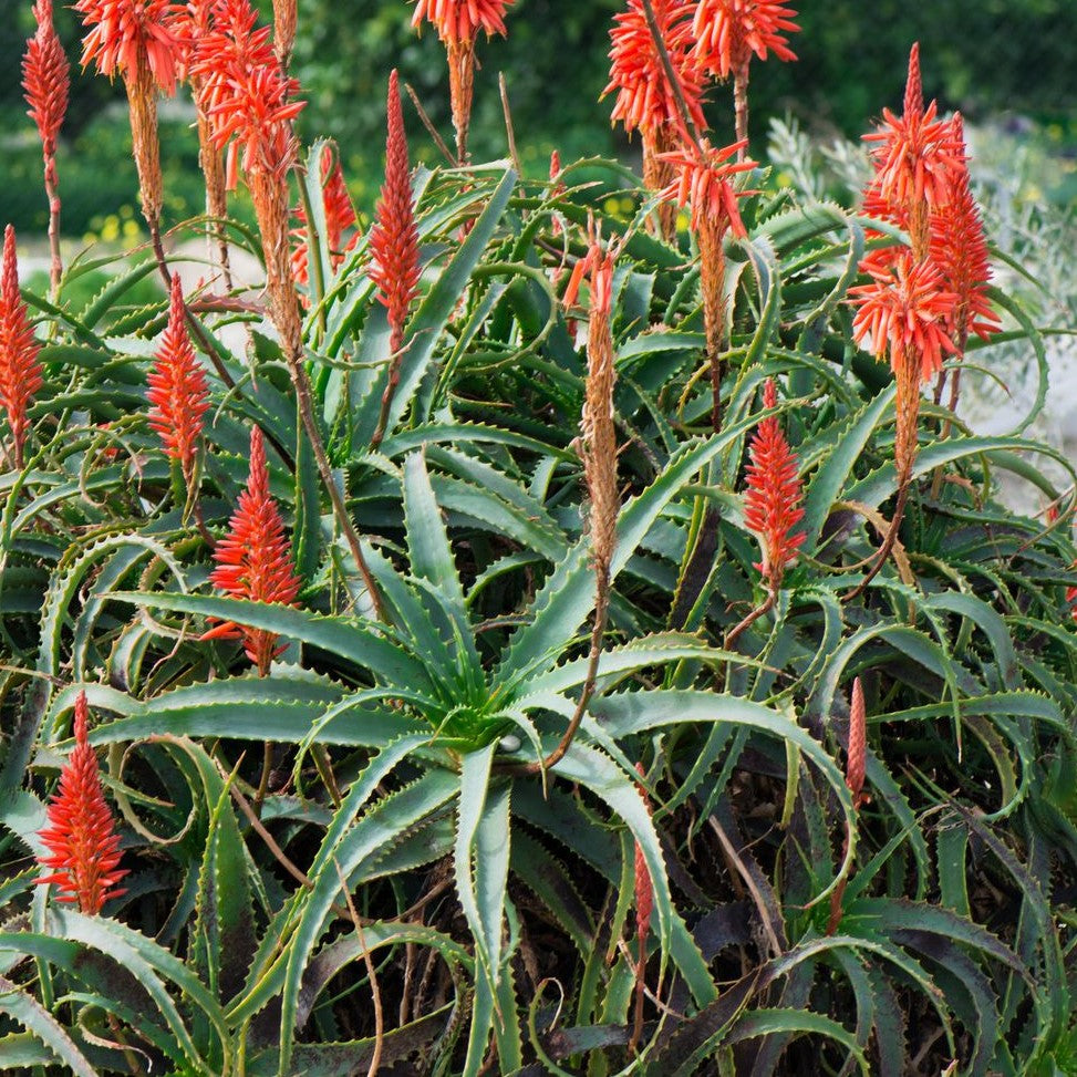 aloe vera plant nz Aloe Arborescens