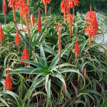Load image into Gallery viewer, Aloe Arborescens | Torch Aloe