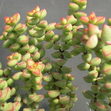 Load image into Gallery viewer, Crassula Brevifolia