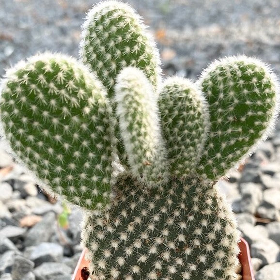 cactus nz Opuntia Microdasys White