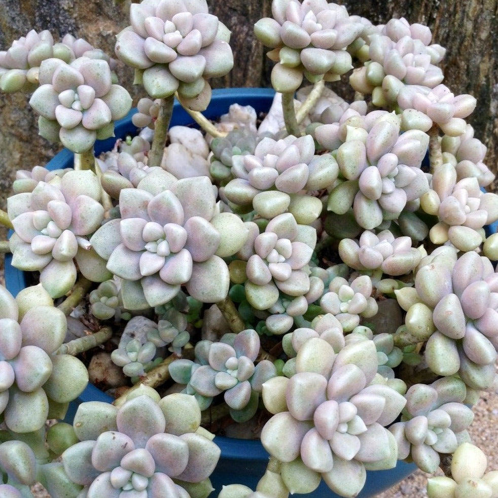 mendozae succulent Graptopetalum Mendozae