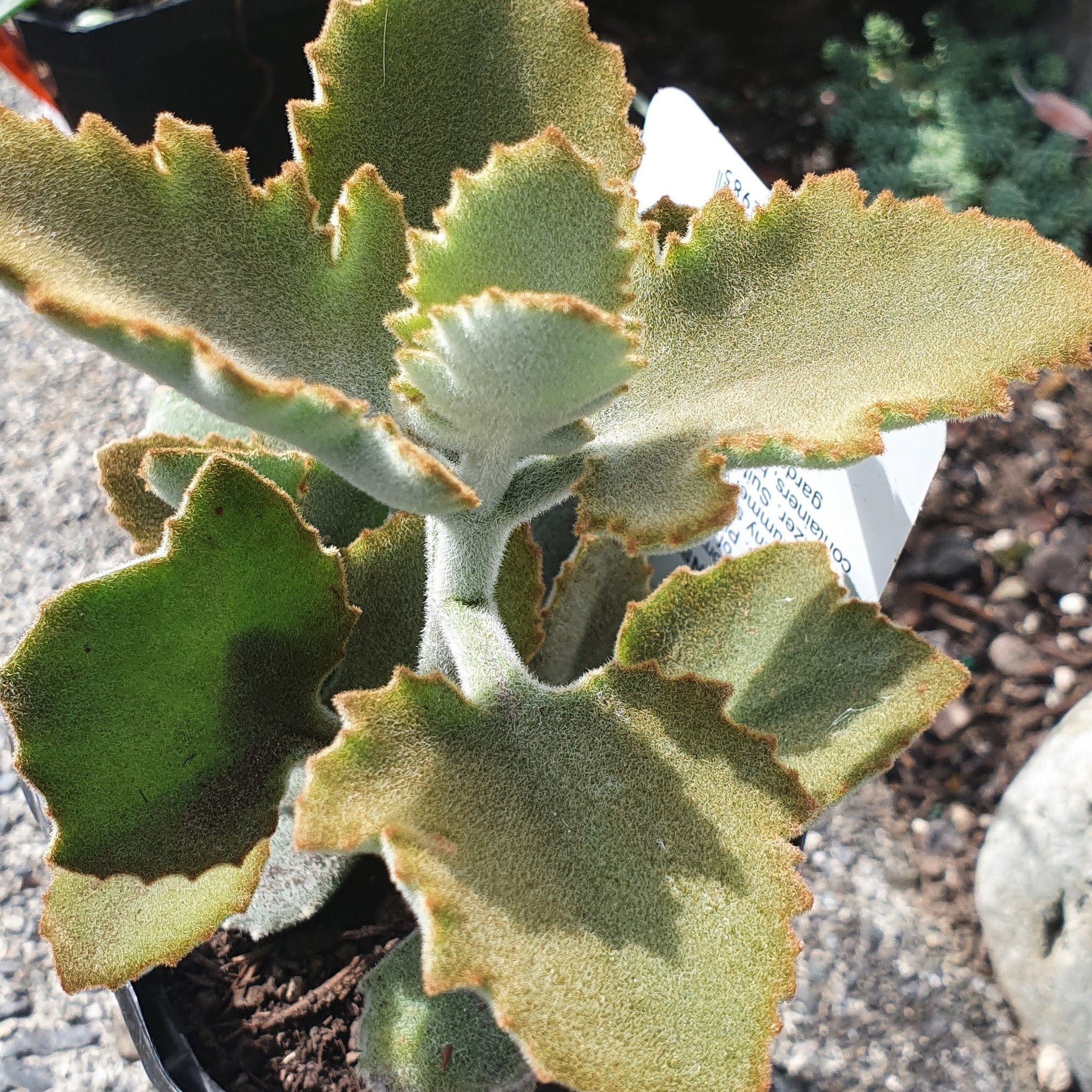 felt bush succulent Kalanchoe Beharensis