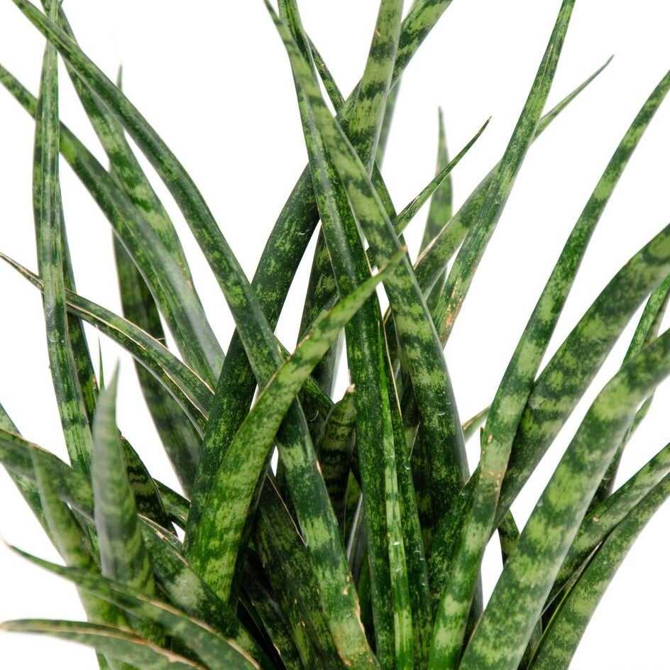 Sansevieria