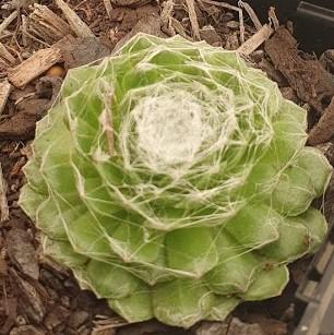 Sempervivum