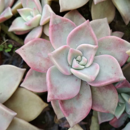 Graptopetalum, Graptoveria, Graptosedum