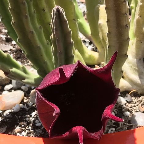 Stapelia