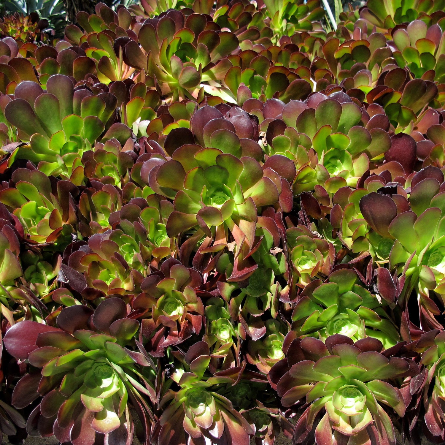 Aeonium