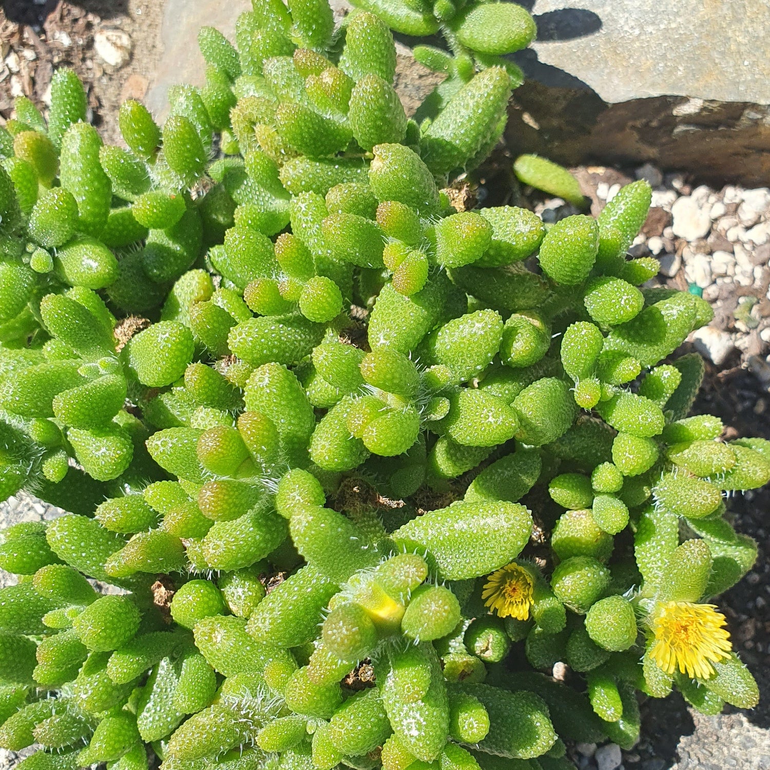 Delosperma