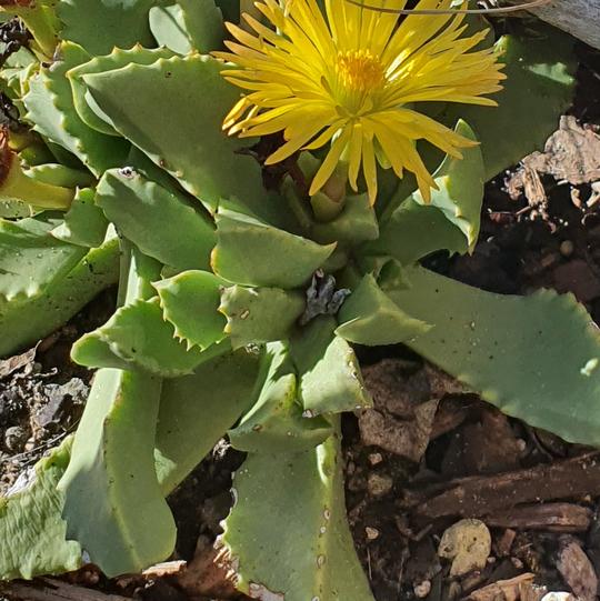 Faucaria