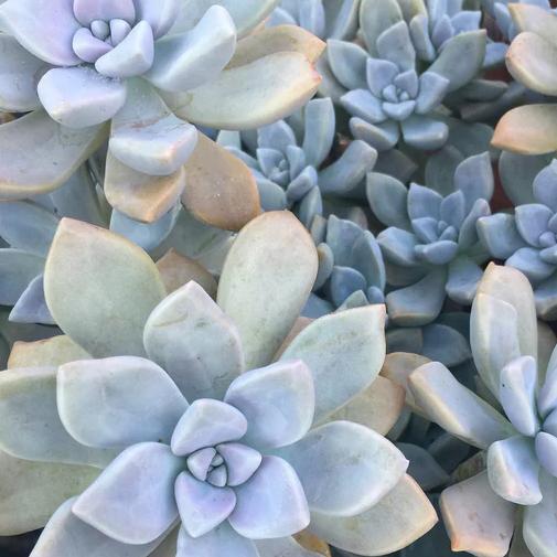Graptopetalum, Graptoveria, Graptosedum