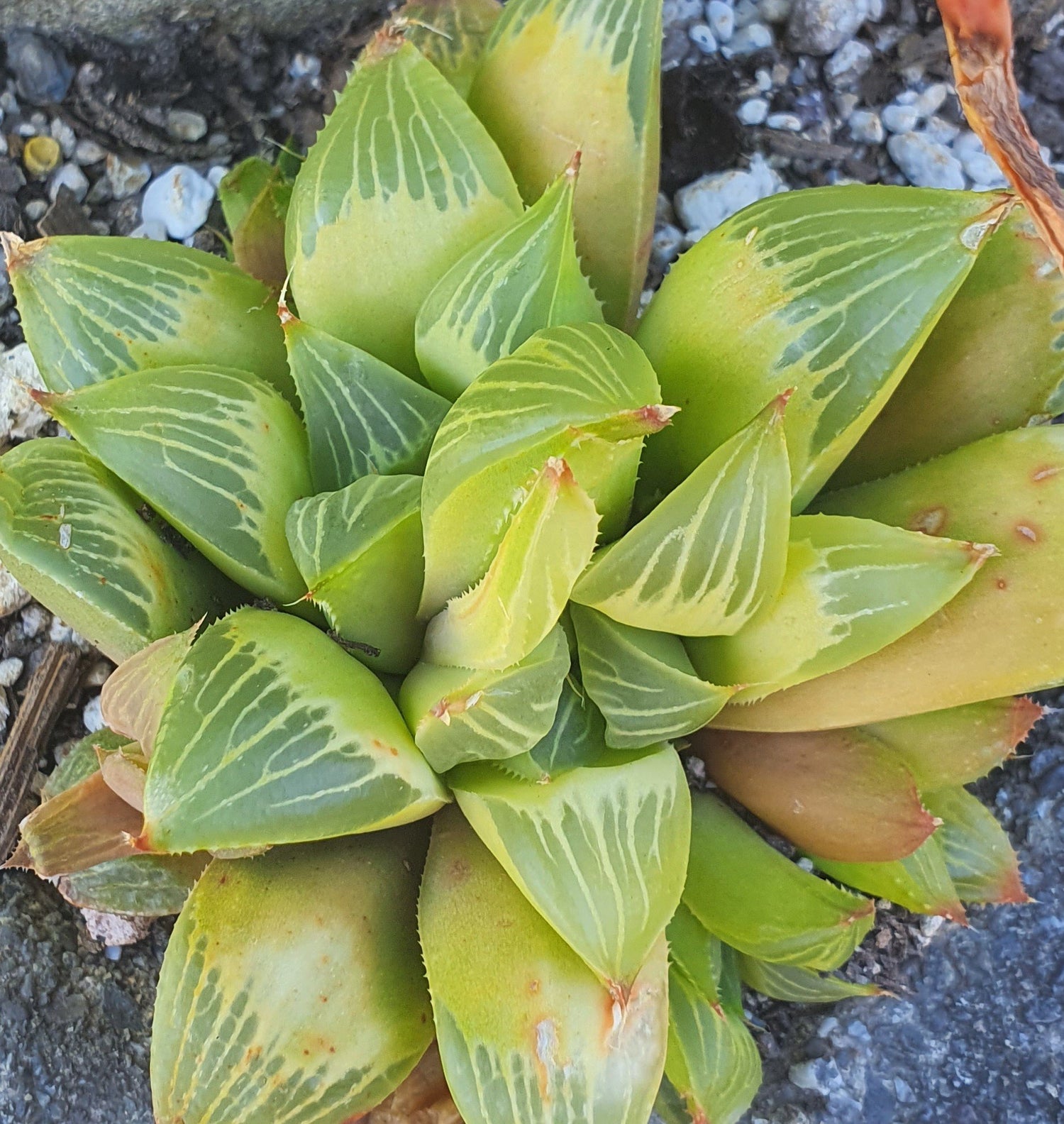 Haworthia, Haworthiopsis