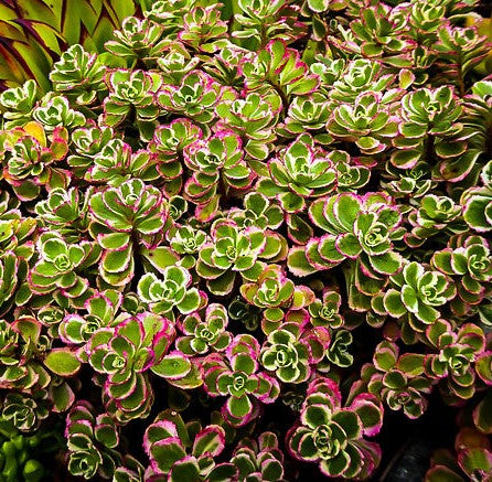 Sedum