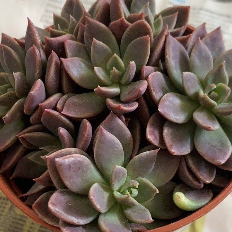 Sinocrassula